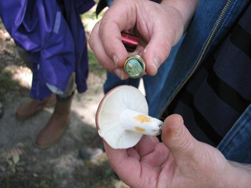 Réaction au sulfate de fer sur Russula vesca